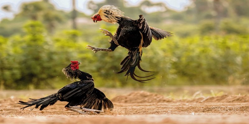 Kỹ năng huấn luyện chiến kê